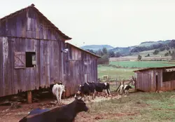 Uma cena rural típica com um celeiro de madeira envelhecida e várias vacas pastando ao redor. A paisagem ao fundo sugere uma região montanhosa, possivelmente no interior do Brasil, refletindo práticas agrícolas tradicionais.