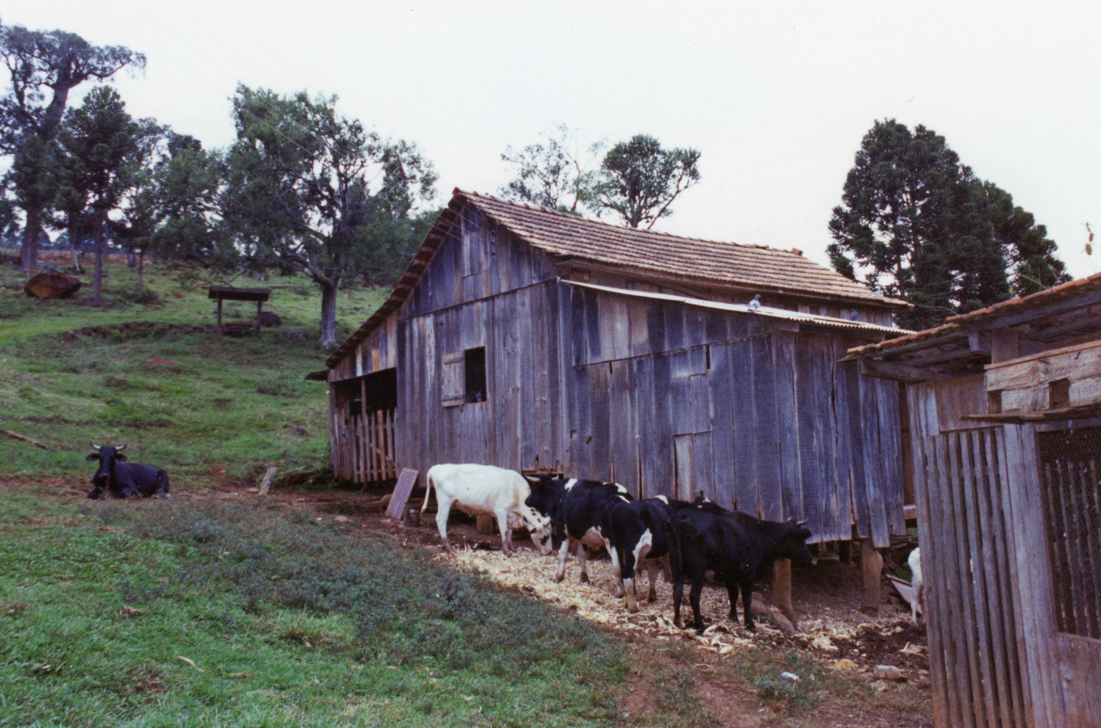 Uma cena rural típica do interior brasileiro, apresentando um galpão de madeira rústico cercado por pastagens e árvores, possivelmente araucárias. Várias cabeças de gado estão próximas à estrutura, sugerindo uma atividade de pecuária de subsistência ou pequena propriedade familiar, comum em regiões como Videira.