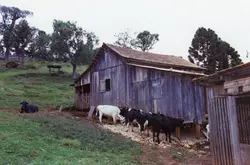 Uma cena rural típica do interior brasileiro, apresentando um galpão de madeira rústico cercado por pastagens e árvores, possivelmente araucárias. Várias cabeças de gado estão próximas à estrutura, sugerindo uma atividade de pecuária de subsistência ou pequena propriedade familiar, comum em regiões como Videira.