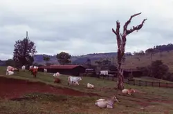Uma paisagem rural típica de uma região montanhosa, possivelmente no sul do Brasil, apresentando um rebanho de gado pastando em uma encosta. O cenário inclui construções de madeira rústicas, uma árvore seca de grande porte em destaque e um terreno com solo avermelhado, sugerindo uma atividade pecuária tradicional.