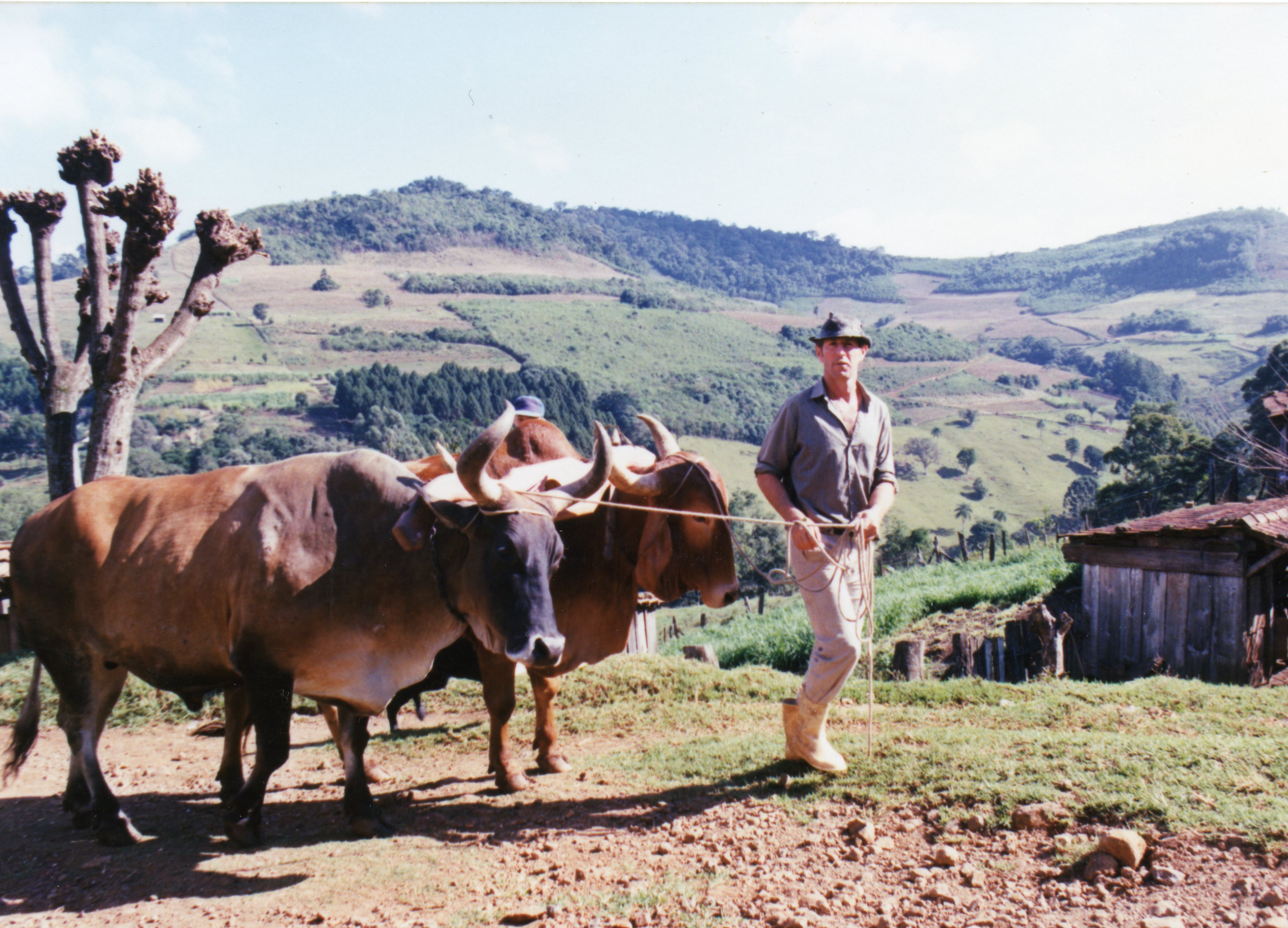 Uma fotografia colorida que retrata um homem conduzindo uma junta de bois em uma área rural montanhosa, possivelmente no interior do Brasil. O cenário exibe técnicas tradicionais de agricultura, com o homem vestindo roupas simples e chapéu, sugerindo uma época entre as décadas de 1970 e 1990.