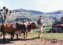 Uma fotografia colorida que retrata um homem conduzindo uma junta de bois em uma área rural montanhosa, possivelmente no interior do Brasil. O cenário exibe técnicas tradicionais de agricultura, com o homem vestindo roupas simples e chapéu, sugerindo uma época entre as décadas de 1970 e 1990.