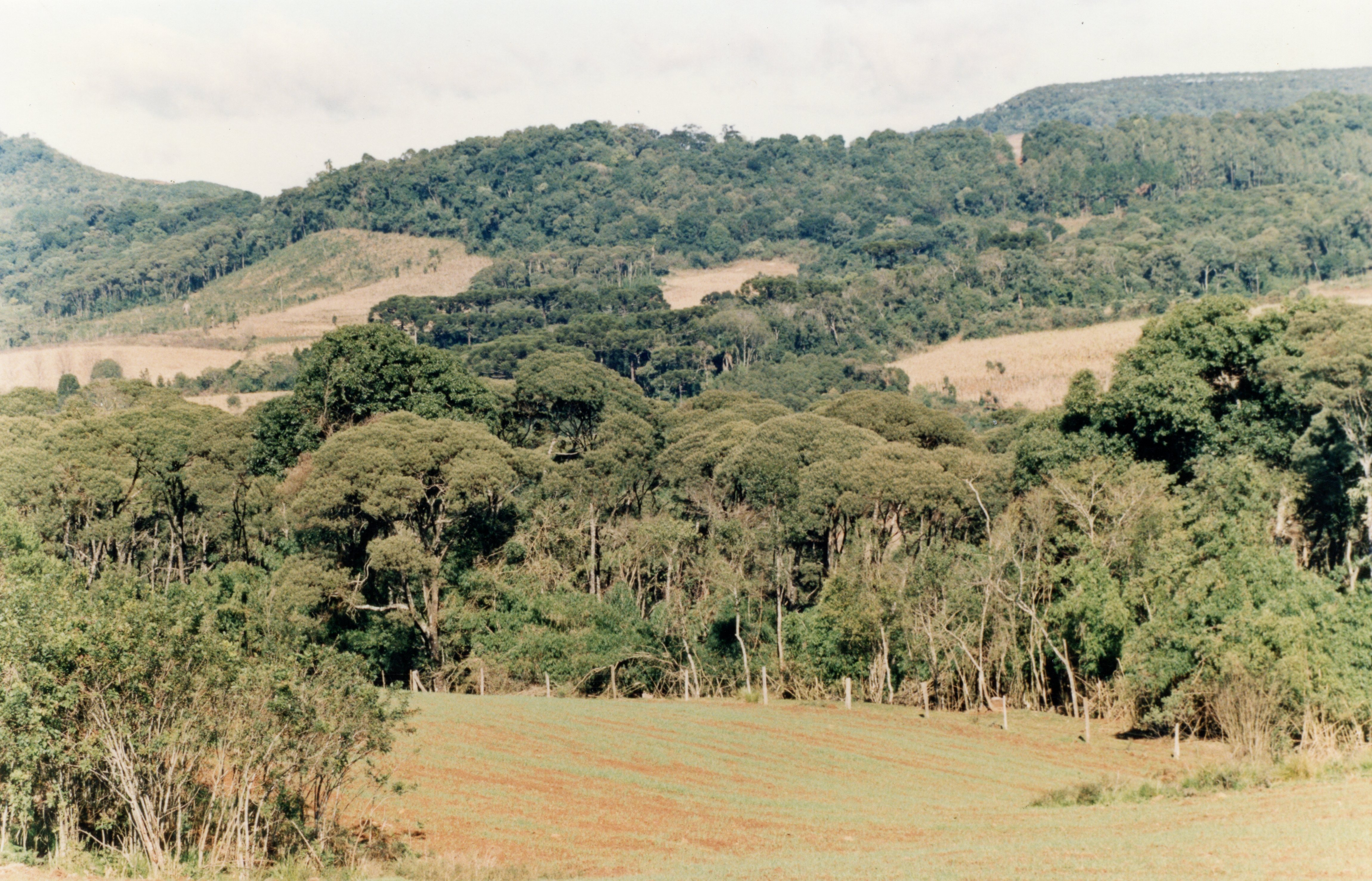 Uma paisagem rural típica da região sul do Brasil, possivelmente em Videira ou arredores, apresentando uma área de campo cultivado em primeiro plano. Ao fundo, observa-se uma vegetação densa com presença de araucárias e colinas, sugerindo uma área de ocupação agrícola tradicional.