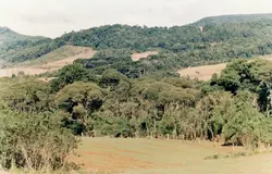 Uma paisagem rural típica da região sul do Brasil, possivelmente em Videira ou arredores, apresentando uma área de campo cultivado em primeiro plano. Ao fundo, observa-se uma vegetação densa com presença de araucárias e colinas, sugerindo uma área de ocupação agrícola tradicional.