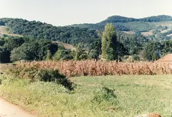 Uma paisagem rural típica do interior do sul do Brasil, apresentando uma plantação de milho seco em primeiro plano e colinas cobertas por vegetação nativa e araucárias ao fundo. A imagem reflete o ambiente agrícola da região, com uma estrutura simples à direita e uma estrada de terra, datada de junho de 1994.