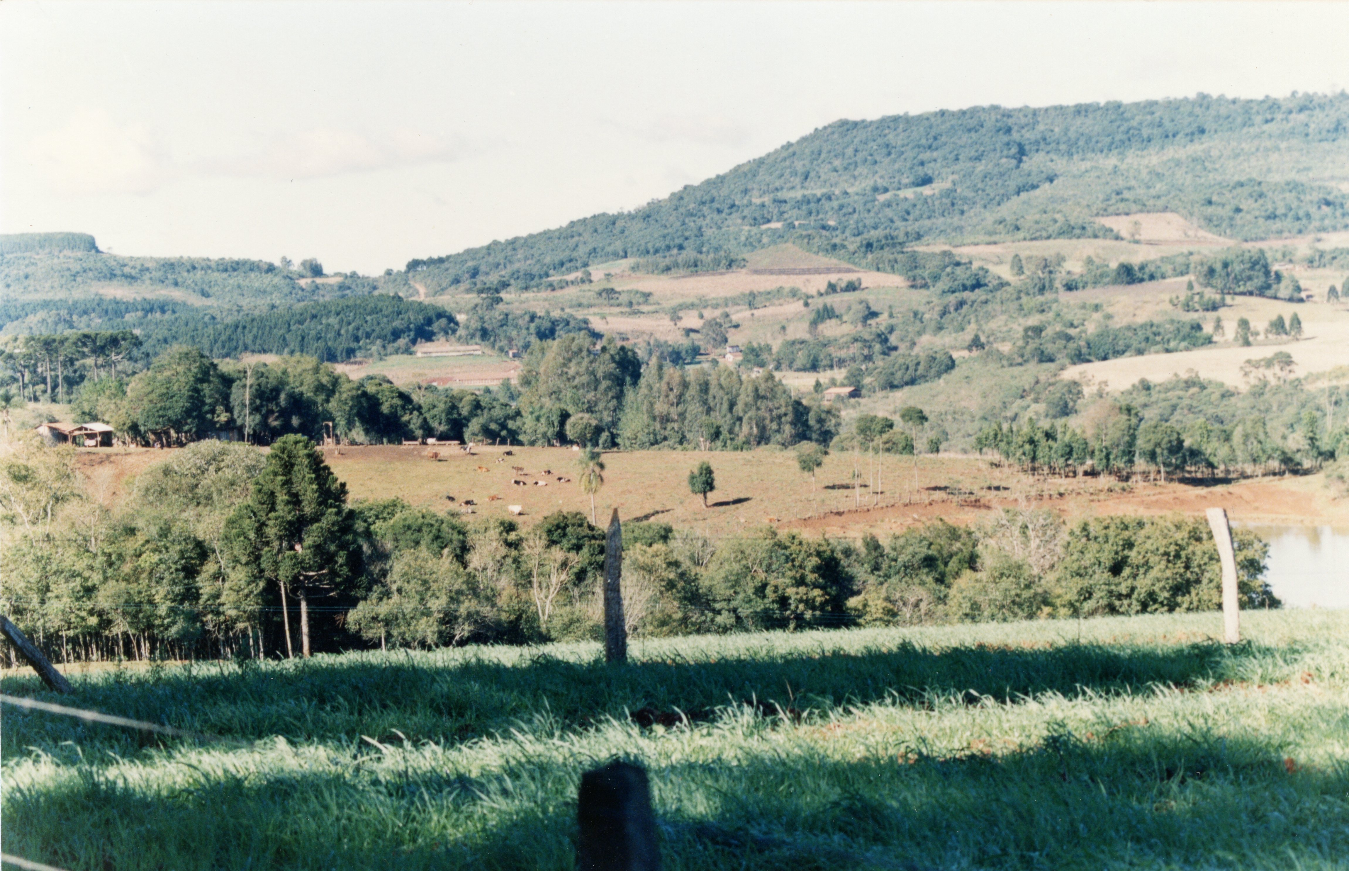 Uma paisagem rural típica do sul do Brasil, possivelmente na região de Videira, exibindo colinas cobertas por vegetação e áreas de pastagem com gado. A imagem apresenta características de fotografia colorida de final do século XX, com relevo acidentado e presença de araucárias ao fundo.