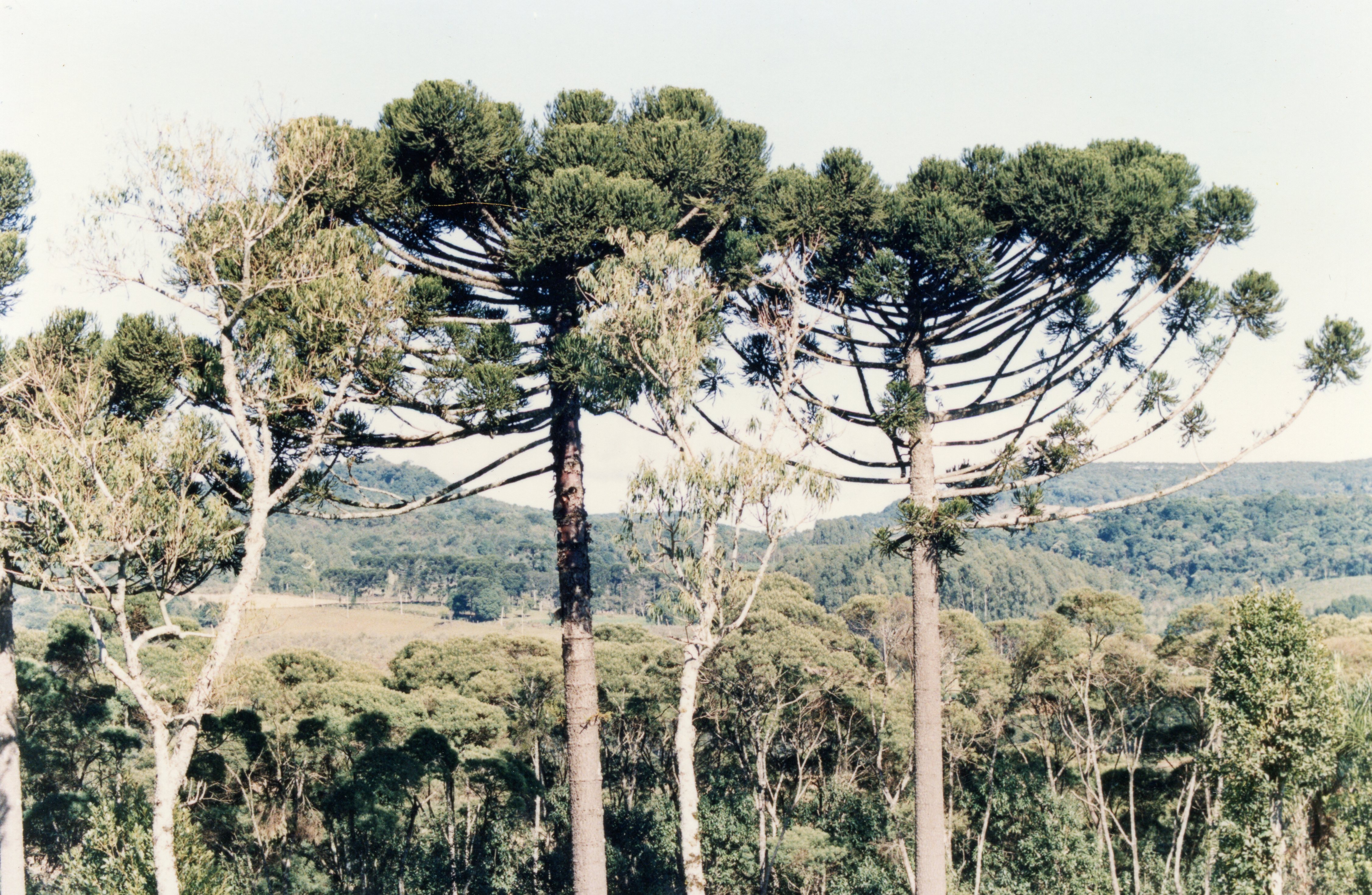 Uma paisagem rural típica da região sul do Brasil, destacando exemplares de araucárias em primeiro plano com uma floresta densa ao fundo. A imagem reflete a vegetação nativa característica de áreas como Videira, sugerindo um registro fotográfico de meados do século XX.