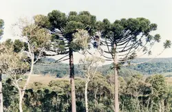 Uma paisagem rural típica da região sul do Brasil, destacando exemplares de araucárias em primeiro plano com uma floresta densa ao fundo. A imagem reflete a vegetação nativa característica de áreas como Videira, sugerindo um registro fotográfico de meados do século XX.