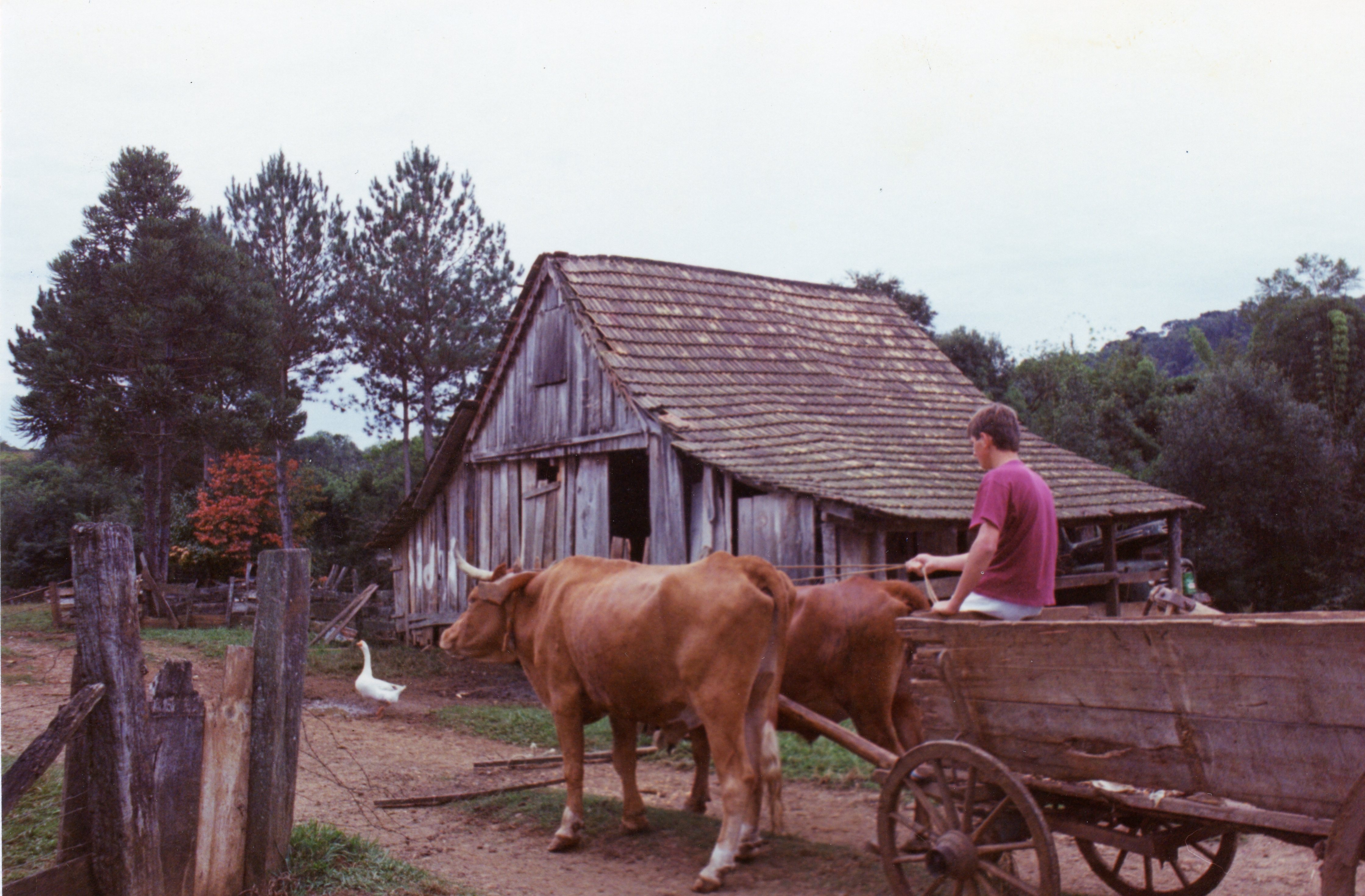 Uma cena rural que retrata um jovem conduzindo uma junta de bois puxando uma carroça de madeira em frente a um galpão rústico. A presença de araucárias ao fundo sugere uma paisagem típica da região sul do Brasil, possivelmente em um contexto de colonização agrícola de meados do século XX.