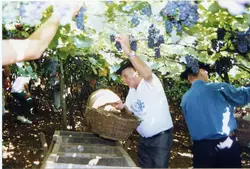 Uma cena de colheita de uvas em um parreiral, provavelmente na região de Videira, Santa Catarina, destacando a tradição da viticultura. Pessoas vestidas com roupas casuais utilizam cestos de vime para coletar os frutos diretamente das videiras, sugerindo uma atividade comunitária ou familiar típica de meados da década de 1990.