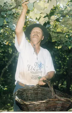 Um homem de meia-idade colhe uvas em um parreiral, vestindo uma camiseta comemorativa da '2ª Vindima' de Rondinha, Videira. A imagem captura uma cena tradicional de colheita, refletindo a forte cultura vitivinícola da região de Videira, Santa Catarina.