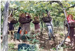 Uma cena rural que retrata a colheita de uvas em um parreiral, com várias pessoas utilizando cestos de vime para coletar os frutos. O cenário sugere uma prática agrícola tradicional, possivelmente em uma região de colonização italiana como Videira, com trabalhadores vestindo chapéus de palha e roupas simples.
