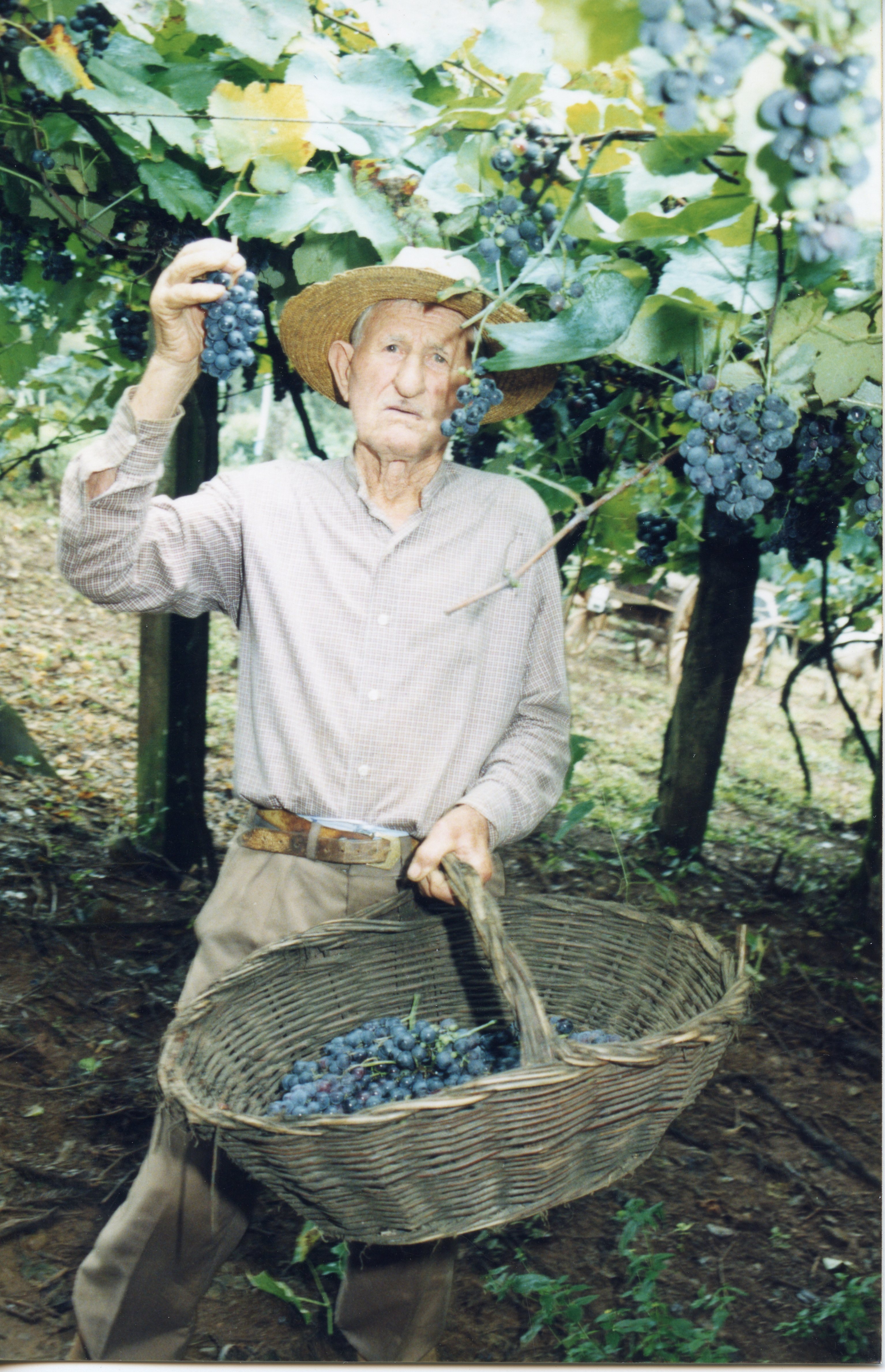Um homem idoso, vestindo camisa de tecido simples e chapéu de palha, colhe uvas em um parreiral. A cena remete à tradição da viticultura, possivelmente em uma região de colonização italiana como Videira, destacando o trabalho manual no campo.