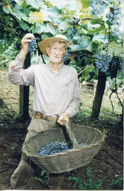 Um homem idoso, vestindo camisa de tecido simples e chapéu de palha, colhe uvas em um parreiral. A cena remete à tradição da viticultura, possivelmente em uma região de colonização italiana como Videira, destacando o trabalho manual no campo.