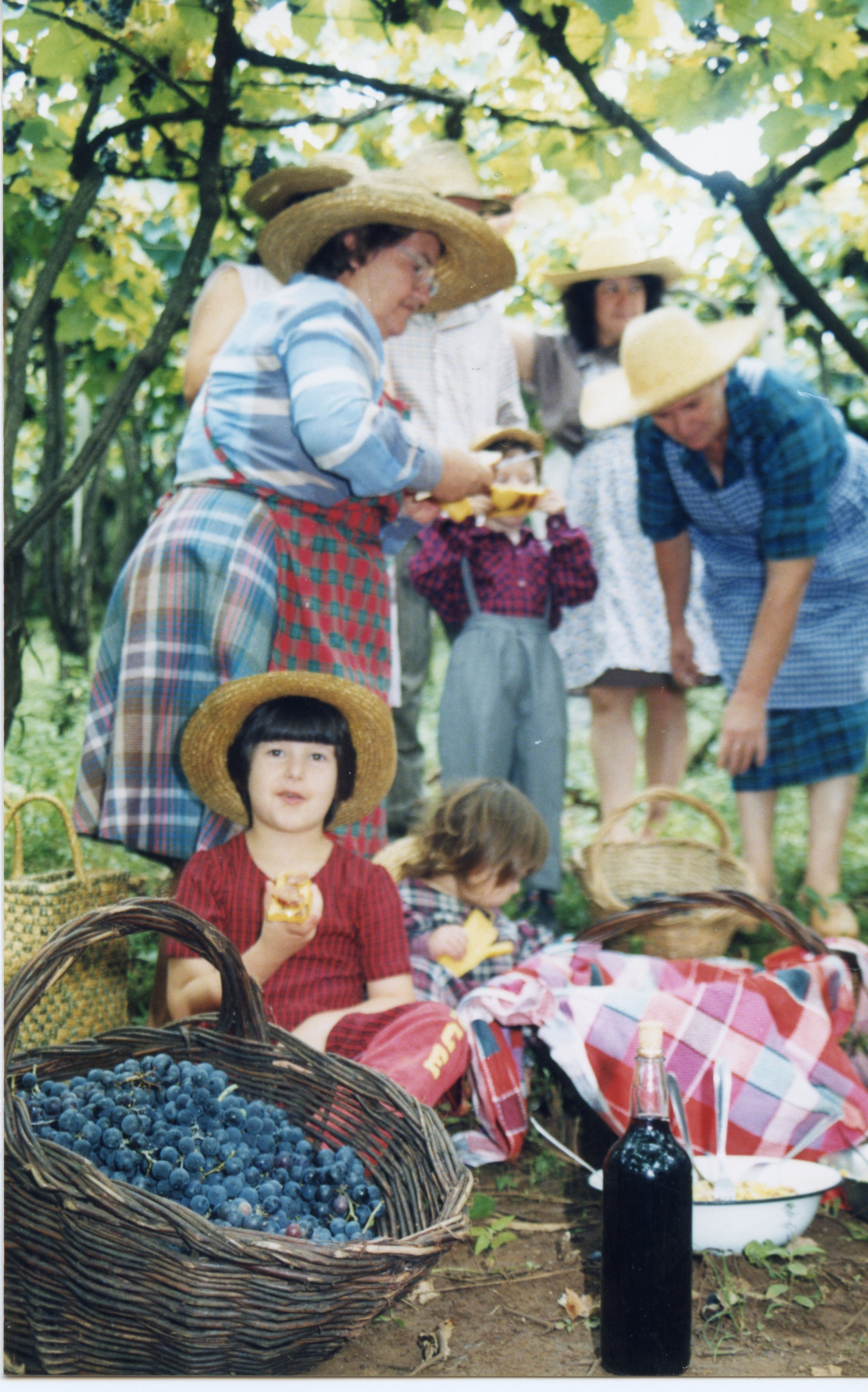 Uma cena bucólica de colheita de uvas em um vinhedo, possivelmente na região de Videira, com várias pessoas, incluindo crianças, usando chapéus de palha. O grupo parece estar fazendo um lanche ou pausa durante o trabalho, com cestas cheias de uvas, uma garrafa de vinho e toalhas xadrez dispostas no chão.