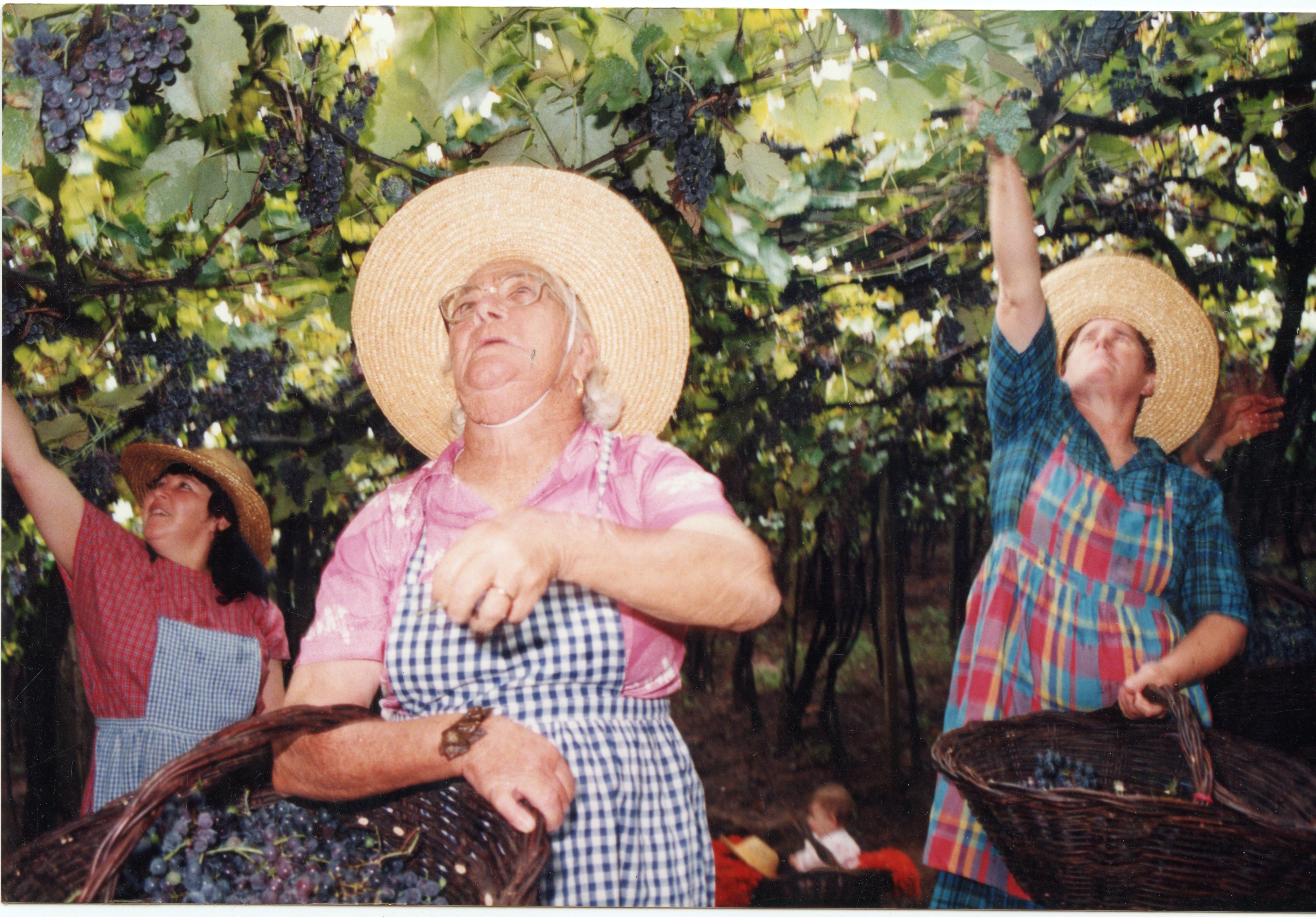 Uma cena colorida que retrata a colheita de uvas em um parreiral, com três mulheres usando chapéus de palha e aventais, coletando frutos em cestos de vime. A imagem evoca a tradição da viticultura, possivelmente em uma região de colonização italiana como Videira, refletindo um estilo de vida rural e familiar típico do final do século XX.