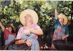 Uma cena colorida que retrata a colheita de uvas em um parreiral, com três mulheres usando chapéus de palha e aventais, coletando frutos em cestos de vime. A imagem evoca a tradição da viticultura, possivelmente em uma região de colonização italiana como Videira, refletindo um estilo de vida rural e familiar típico do final do século XX.