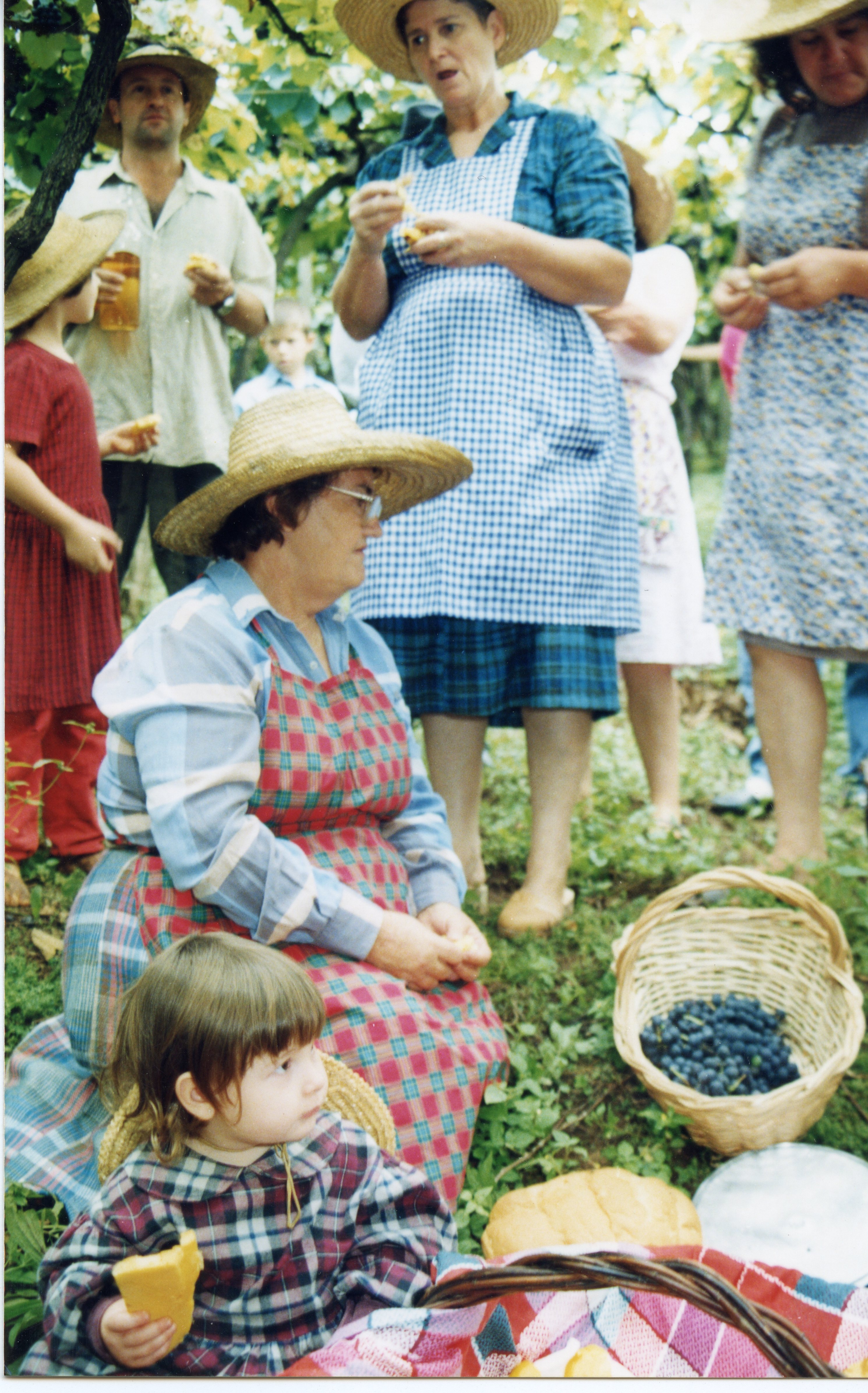 Uma cena ao ar livre retratando um grupo de pessoas, incluindo adultos e crianças, participando de uma colheita de uvas em um ambiente rural. Os participantes vestem roupas simples e chapéus de palha, com cestas de vime contendo uvas frescas, sugerindo uma tradição familiar ou comunitária típica da cultura de colonização europeia no sul do Brasil.