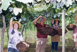 Uma fotografia colorida que retrata um grupo de pessoas colhendo uvas em um parreiral, possivelmente em uma região de colonização italiana como Videira. Os indivíduos utilizam chapéus de palha e cestos de vime, sugerindo uma atividade agrícola tradicional de colheita, com vestimentas que indicam um período entre o final do século XX e início do XXI.