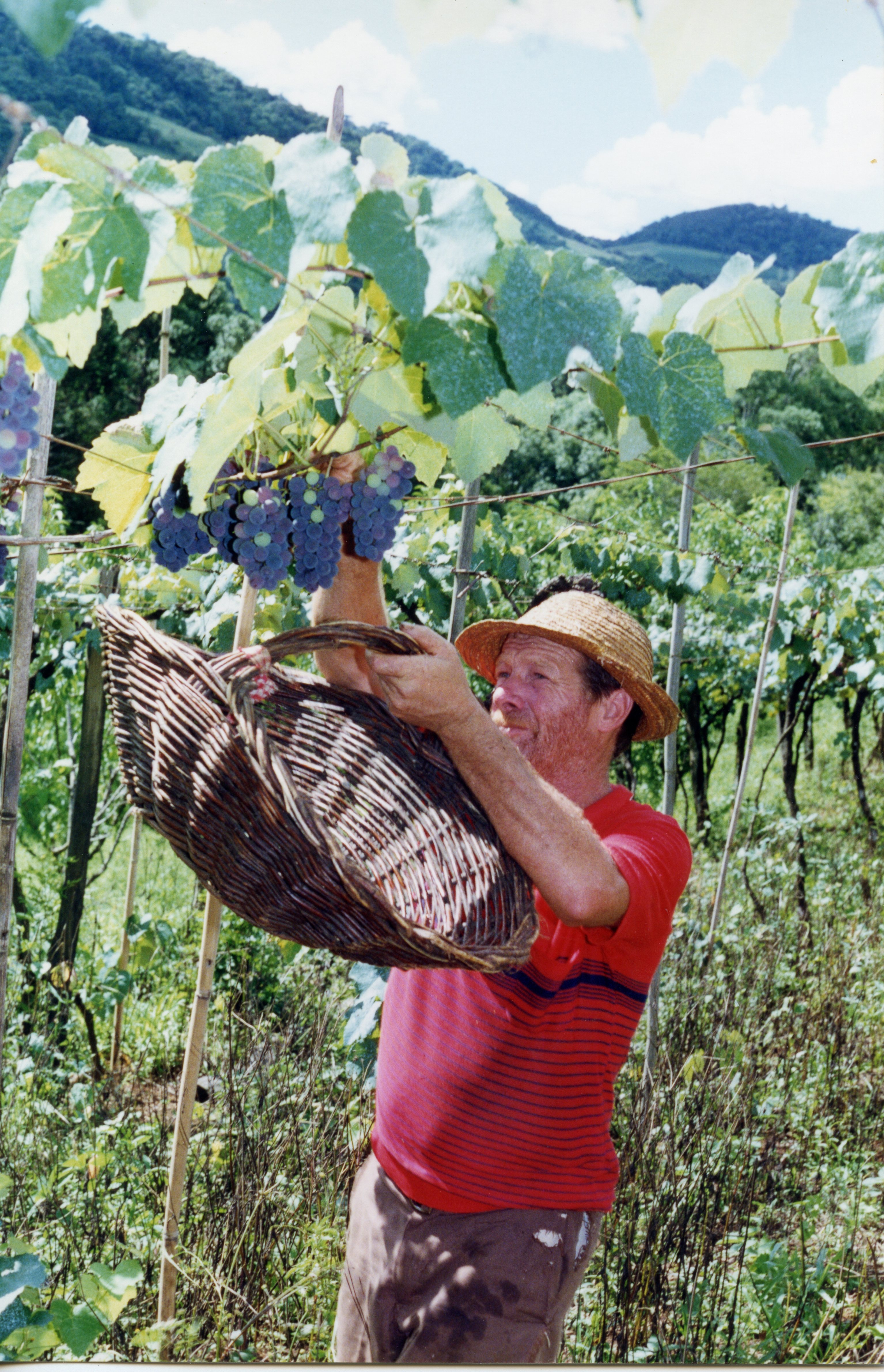 Um homem de meia-idade, vestindo chapéu de palha e camiseta vermelha, colhe uvas em um vinhedo utilizando um cesto de vime. A cena retrata a atividade tradicional da viticultura, comum em regiões de colonização europeia no sul do Brasil, como Videira.