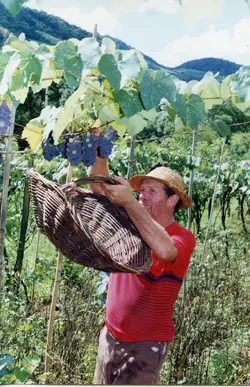 Um homem de meia-idade, vestindo chapéu de palha e camiseta vermelha, colhe uvas em um vinhedo utilizando um cesto de vime. A cena retrata a atividade tradicional da viticultura, comum em regiões de colonização europeia no sul do Brasil, como Videira.
