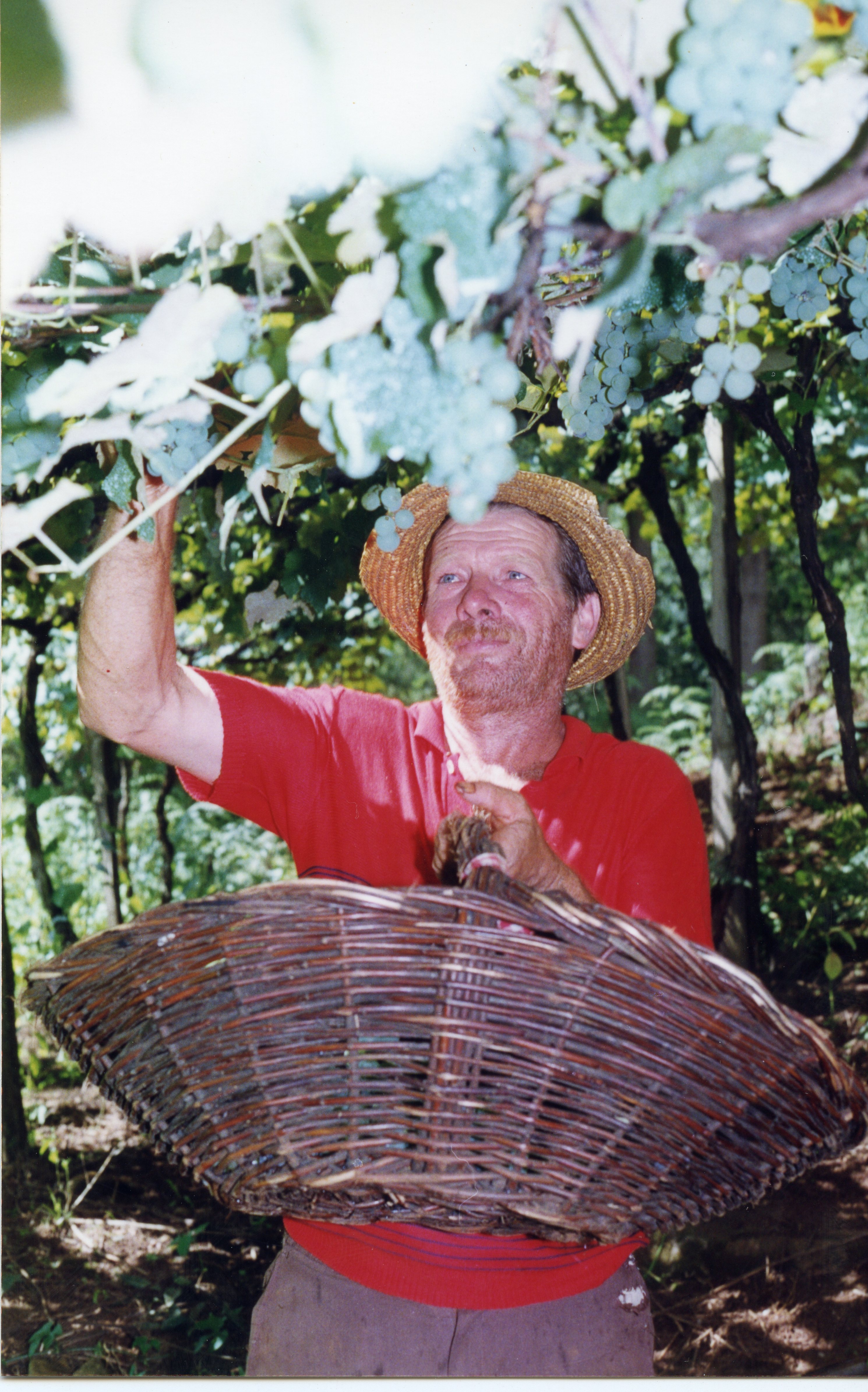 Um homem de meia-idade com chapéu de palha colhe uvas em um parreiral, segurando um cesto de vime. A cena remete à tradição da viticultura, comum em regiões de colonização italiana como Videira, possivelmente capturada entre as décadas de 1980 e 1990.