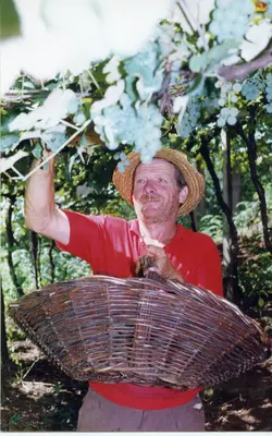 Um homem de meia-idade com chapéu de palha colhe uvas em um parreiral, segurando um cesto de vime. A cena remete à tradição da viticultura, comum em regiões de colonização italiana como Videira, possivelmente capturada entre as décadas de 1980 e 1990.