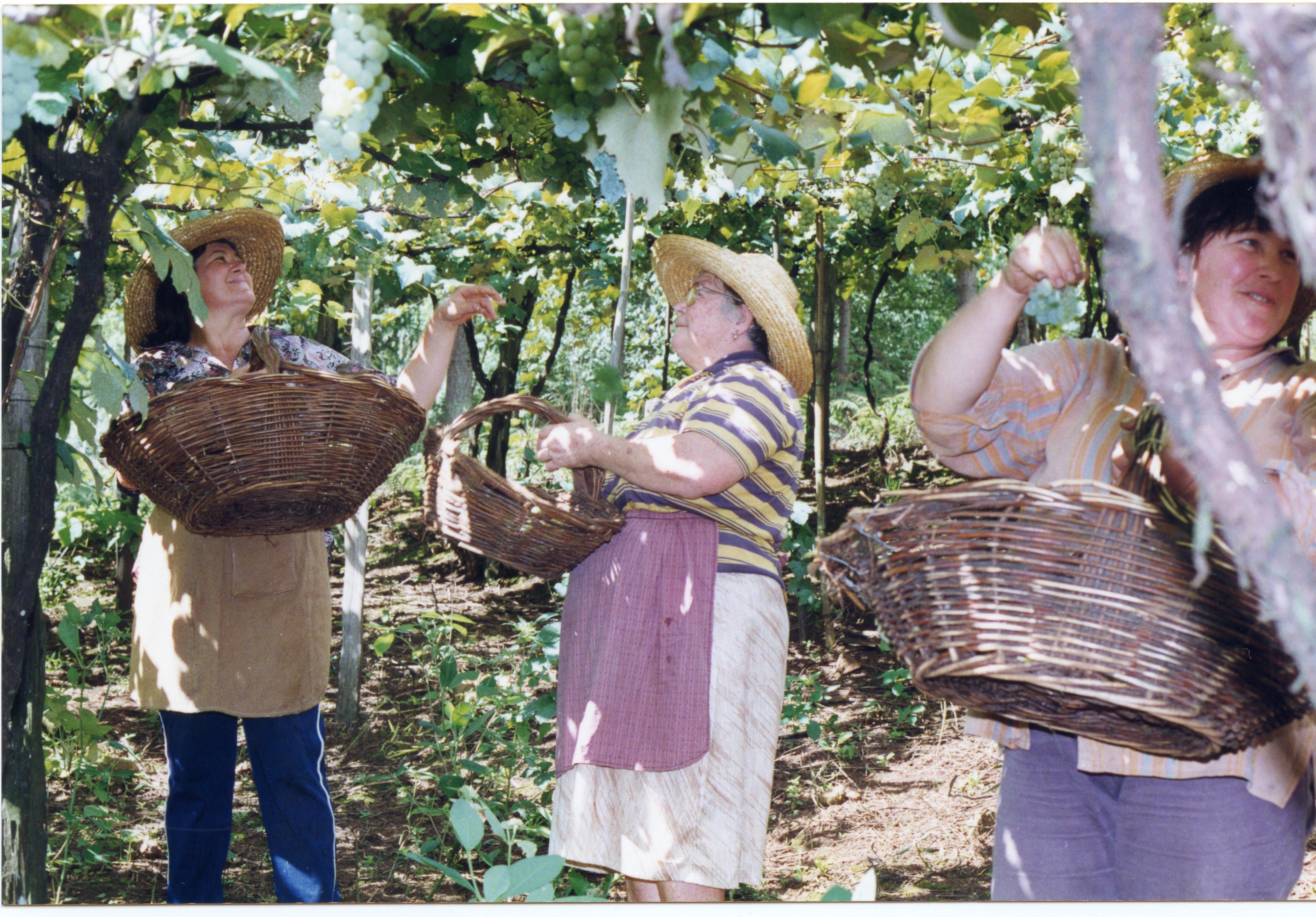 Três mulheres colhem uvas em um parreiral, utilizando cestos de vime tradicionais. A cena reflete uma atividade agrícola comum em regiões de colonização europeia no sul do Brasil, como Videira, sugerindo uma prática de colheita familiar ou comunitária.
