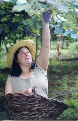 Uma mulher de meia-idade, vestindo um chapéu de palha e avental, colhe uvas em um parreiral. A cena remete à tradição da viticultura, possivelmente em uma região de colonização italiana como Videira, destacando o trabalho manual no campo.