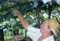 Uma fotografia colorida que retrata a colheita de uvas em um parreiral, destacando um homem de chapéu de palha colhendo um cacho. A cena evoca a tradição da viticultura, possivelmente em uma região como Videira, com uma segunda pessoa desfocada ao fundo.