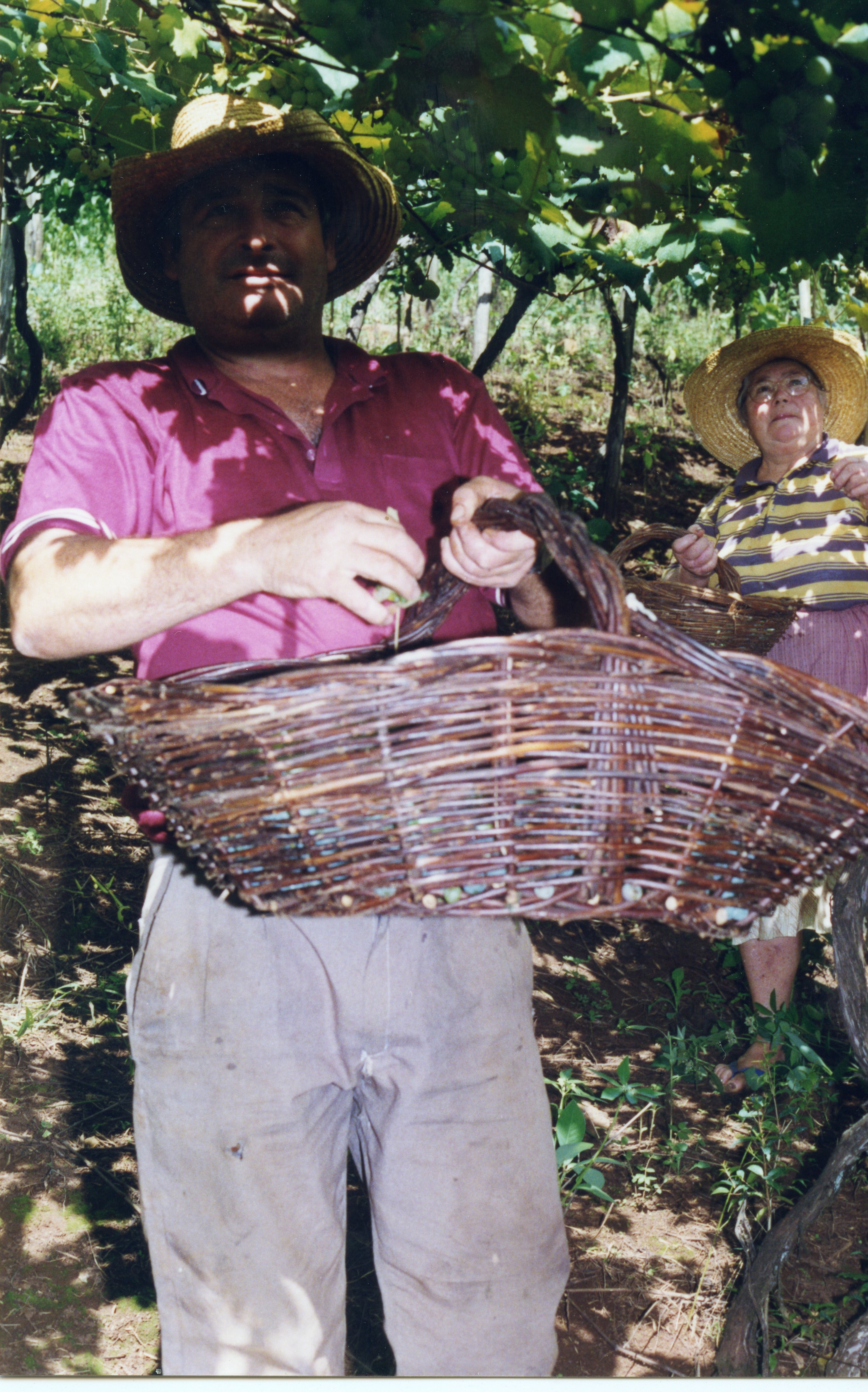 Uma fotografia colorida retratando um casal de agricultores colhendo uvas em um parreiral, possivelmente em uma região de colonização italiana como Videira. O homem em primeiro plano segura um cesto de vime, enquanto a mulher ao fundo também participa da colheita, ambos utilizando chapéus de palha típicos do trabalho rural.