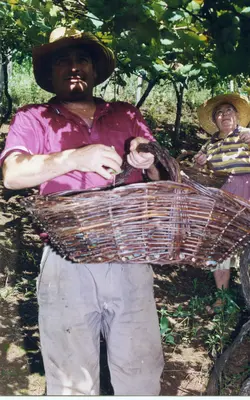 Uma fotografia colorida retratando um casal de agricultores colhendo uvas em um parreiral, possivelmente em uma região de colonização italiana como Videira. O homem em primeiro plano segura um cesto de vime, enquanto a mulher ao fundo também participa da colheita, ambos utilizando chapéus de palha típicos do trabalho rural.