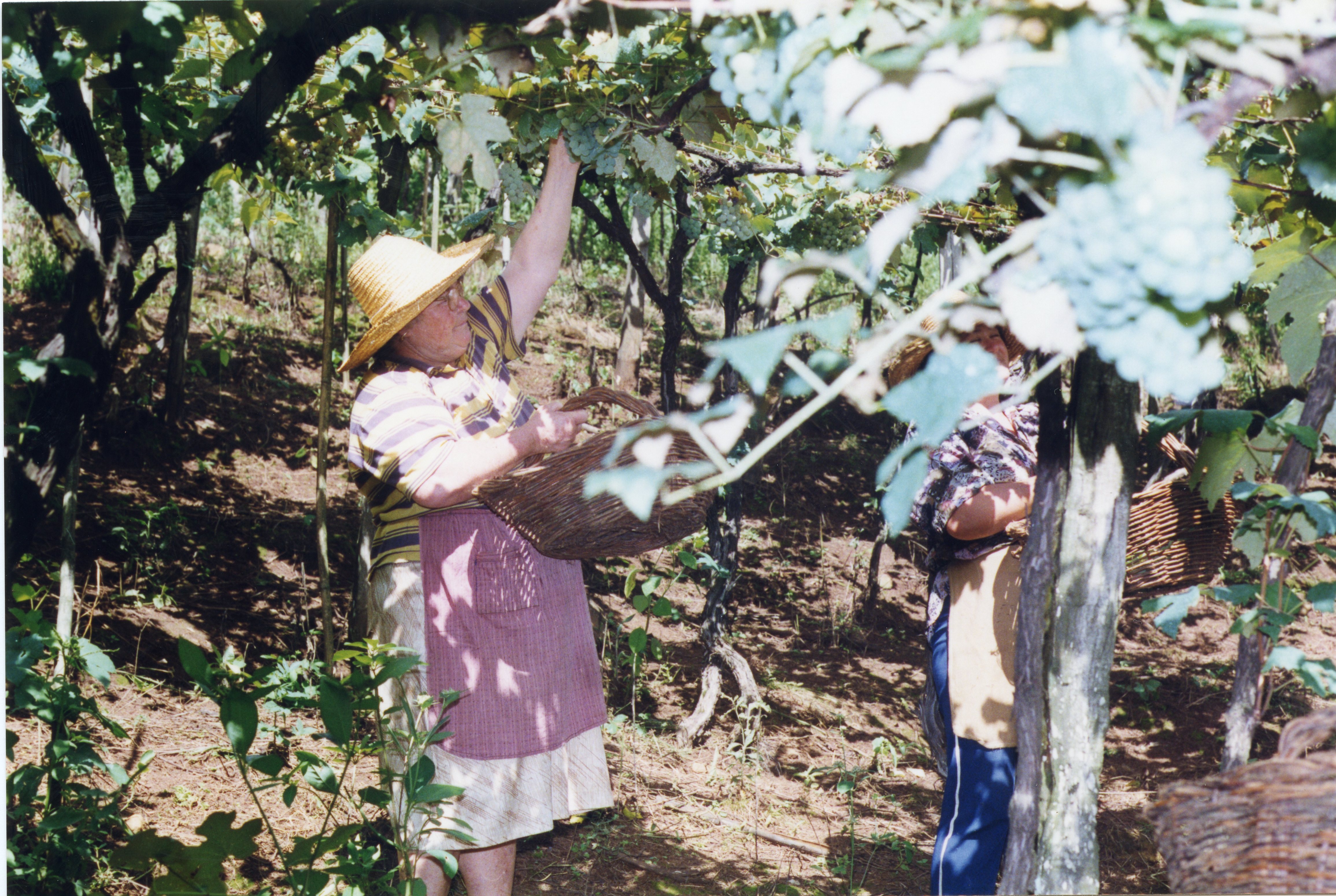 Duas mulheres colhem uvas em um vinhedo, utilizando cestos de vime para armazenar a fruta. A cena reflete a tradição da viticultura, possivelmente na região de Videira, com vestimentas simples e chapéus de palha típicos de trabalhadores rurais.