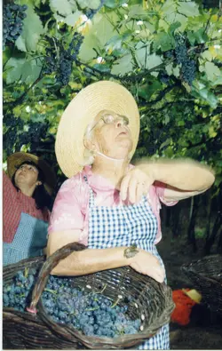 Uma fotografia colorida que retrata duas mulheres colhendo uvas em um vinhedo, possivelmente em uma região de colonização italiana como Videira. A cena destaca a atividade agrícola tradicional, com as mulheres usando chapéus de palha e aventais, sugerindo uma prática comum de colheita manual em meados do final do século XX.