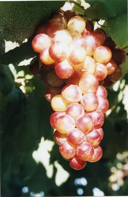 Uma fotografia em close de um cacho de uvas rosadas maduras pendurado em uma videira, com folhas verdes ao fundo. A imagem remete à tradição vitivinícola, possivelmente em uma região como Videira, destacando a colheita e a agricultura local.