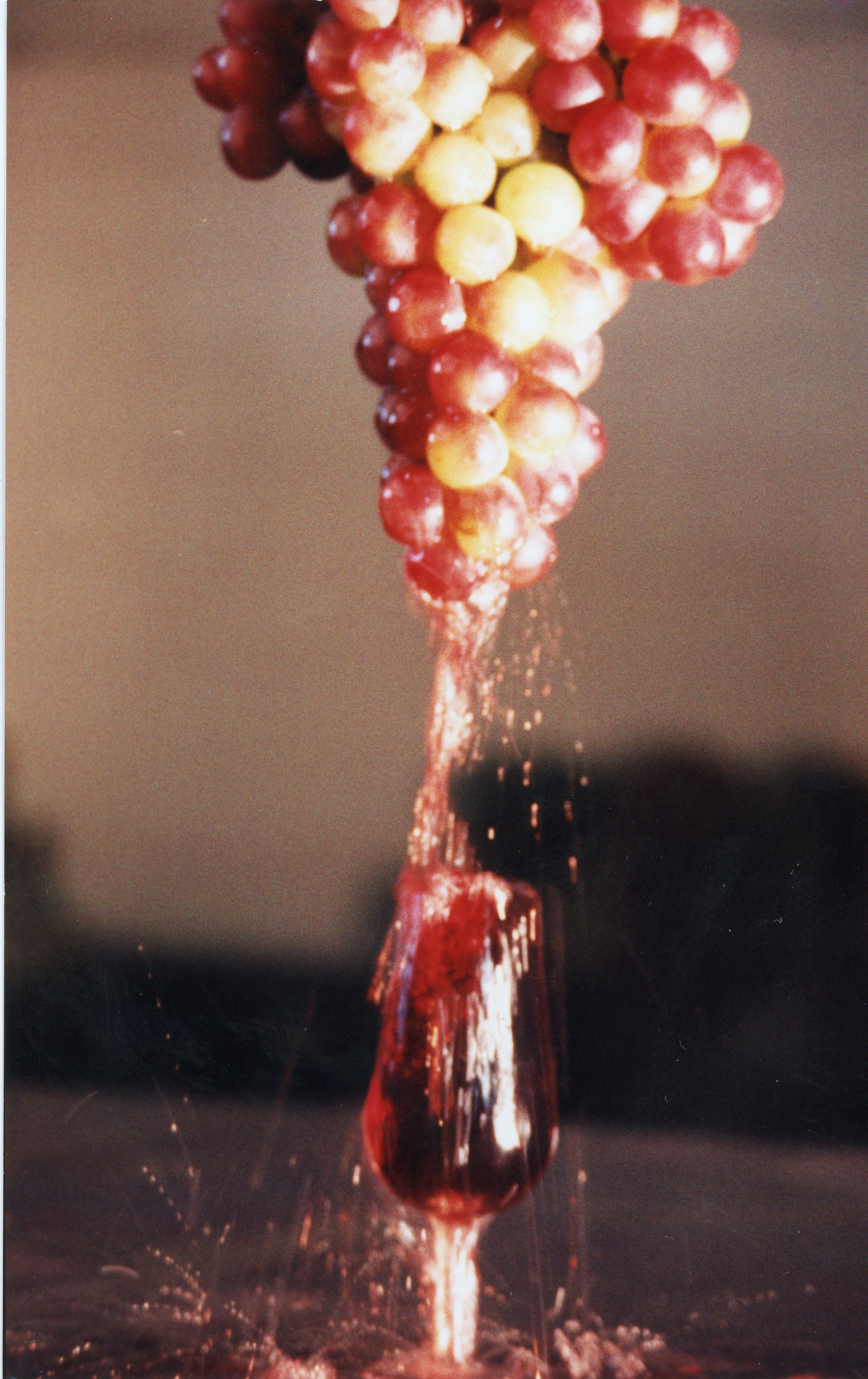 Uma fotografia artística que captura o momento em que suco de uva escorre de um cacho de uvas frescas diretamente para uma taça. A imagem evoca a tradição vitivinícola, possivelmente associada à cultura de produção de vinhos em regiões como Videira.
