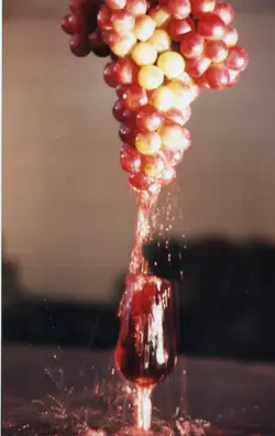 Uma fotografia artística que captura o momento em que suco de uva escorre de um cacho de uvas frescas diretamente para uma taça. A imagem evoca a tradição vitivinícola, possivelmente associada à cultura de produção de vinhos em regiões como Videira.