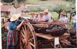 Uma cena rural que retrata a colheita de uvas, com pessoas utilizando chapéus de palha e cestos de vime sobre uma carroça de madeira. O ambiente sugere uma propriedade agrícola familiar, possivelmente em uma região de colonização italiana no sul do Brasil, com construções rústicas ao fundo.