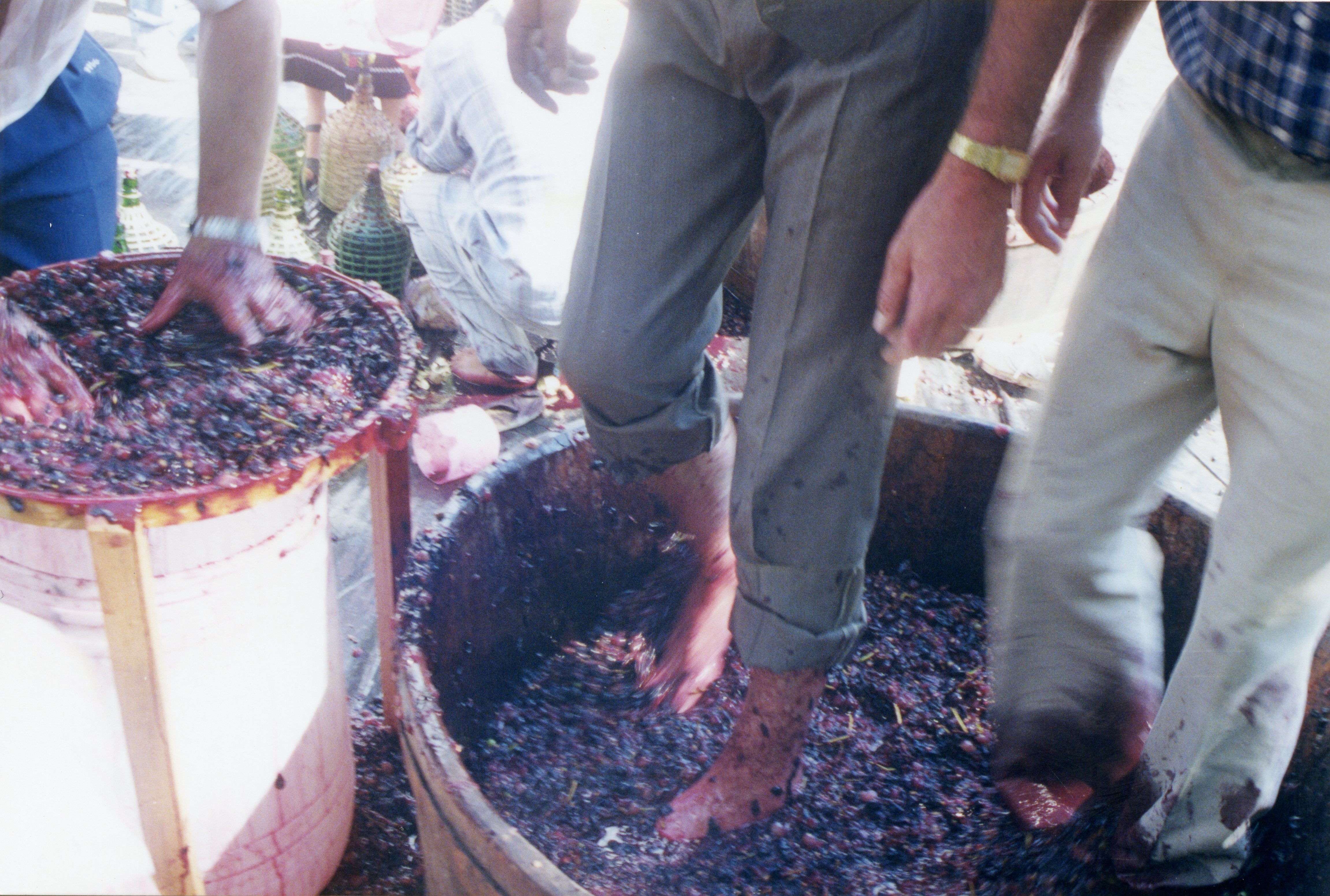 A imagem retrata o processo tradicional de pisa de uvas para a produção de vinho, com homens utilizando grandes recipientes de madeira. É uma cena típica da cultura vitivinícola, possivelmente em uma região de colonização italiana como Videira, refletindo métodos artesanais de décadas passadas.