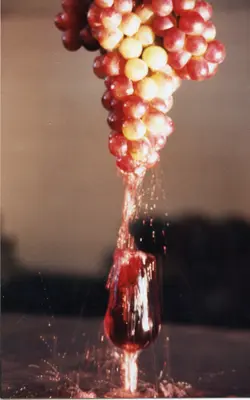 Uma fotografia artística capturando um cacho de uvas frescas sendo espremido, com o suco caindo diretamente em uma taça de vidro. A imagem evoca a tradição vitivinícola, possivelmente relacionada à cultura de Videira, com um estilo fotográfico que remete ao final do século XX.