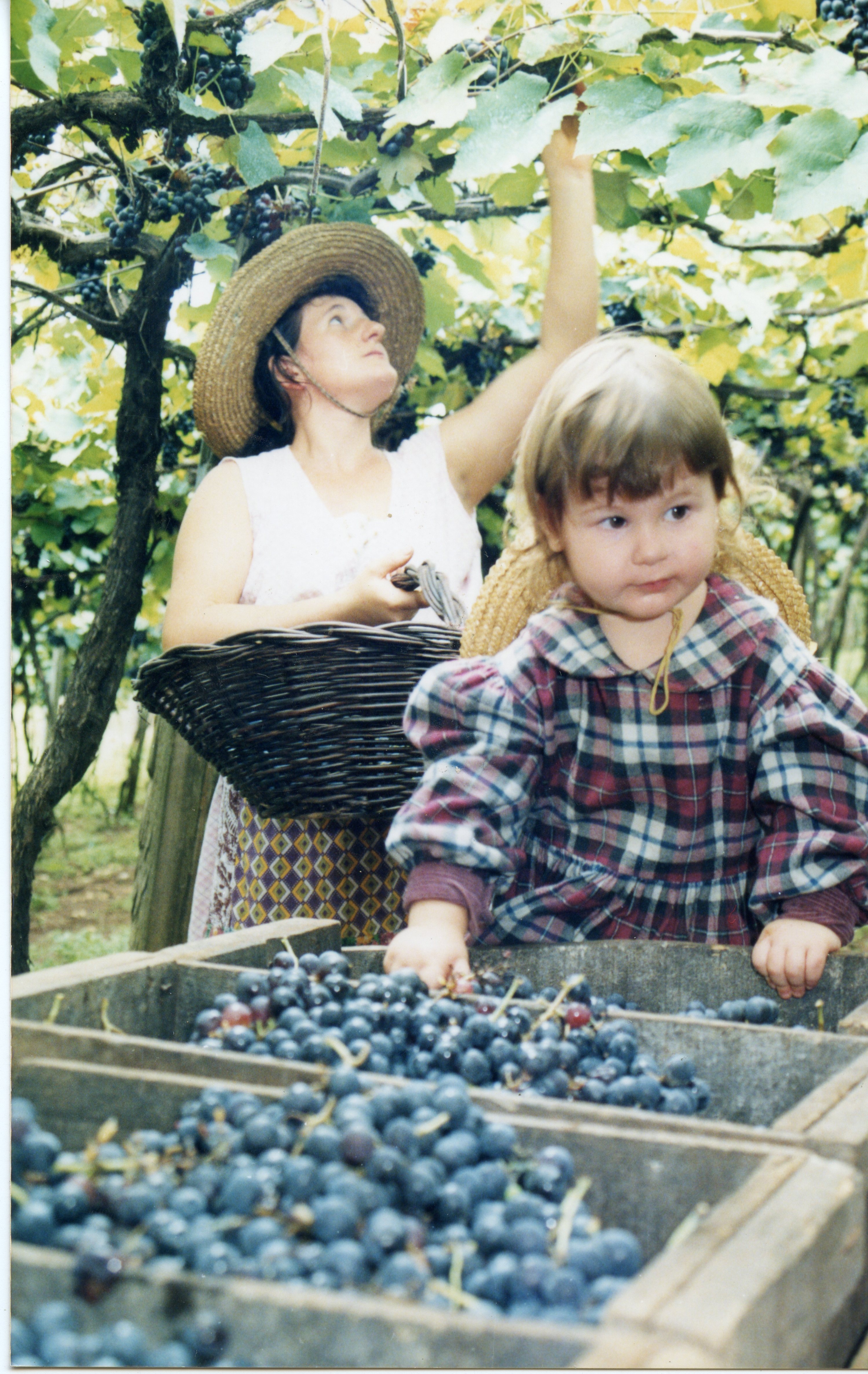 Uma mulher e uma criança colhendo uvas em um parreiral, possivelmente em uma região de colonização italiana como Videira. A cena retrata uma atividade agrícola tradicional, com o uso de cestos de vime e caixotes de madeira, sugerindo um contexto familiar de produção rural no final do século XX.