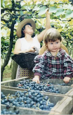 Uma mulher e uma criança colhendo uvas em um parreiral, possivelmente em uma região de colonização italiana como Videira. A cena retrata uma atividade agrícola tradicional, com o uso de cestos de vime e caixotes de madeira, sugerindo um contexto familiar de produção rural no final do século XX.