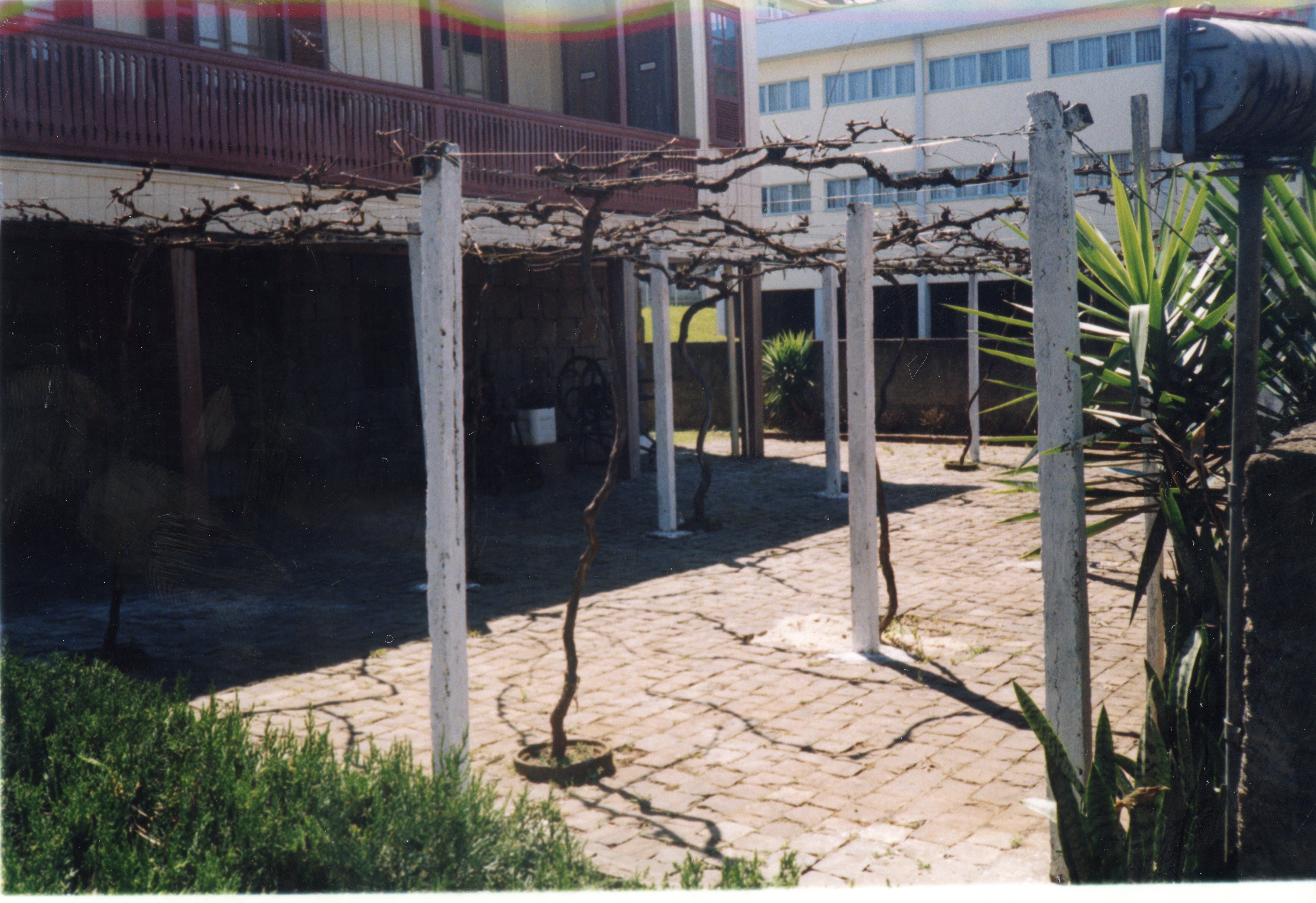 Uma área externa pavimentada com paralelepípedos, onde se destaca uma latada de videiras com troncos retorcidos sustentados por pilares de concreto pintados de branco. Ao fundo, observa-se a arquitetura de uma construção antiga de madeira com varanda e um edifício moderno, sugerindo uma transição urbana comum em cidades como Videira.