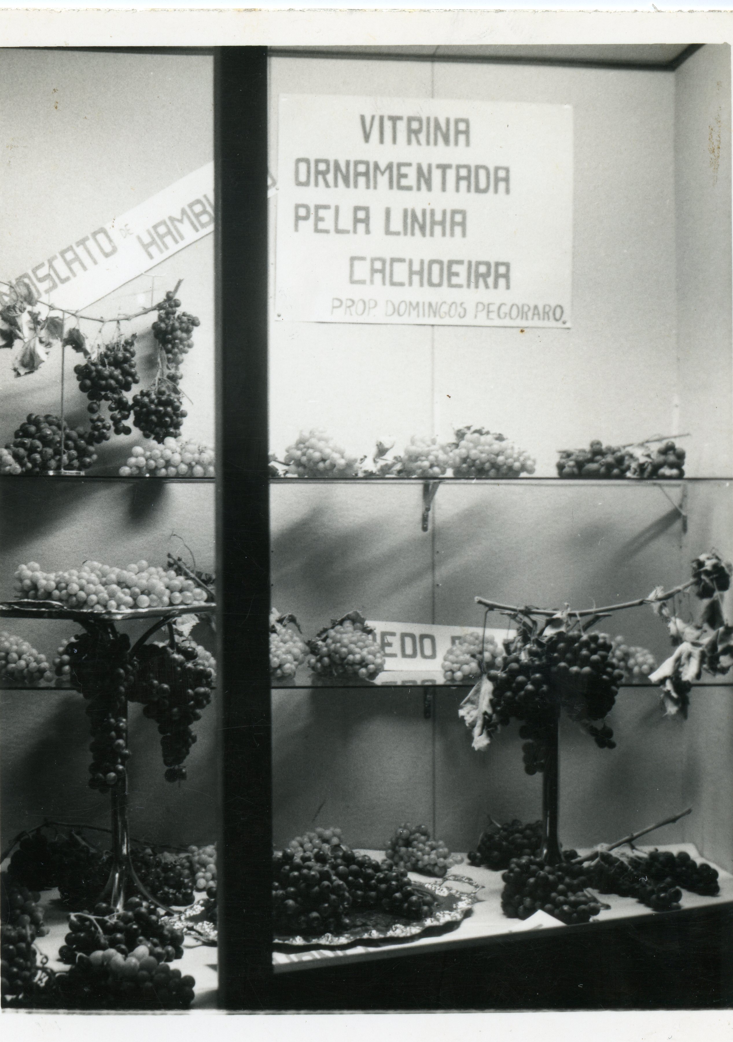 Fotografia em preto e branco de uma vitrine decorada com diversos cachos de uvas, possivelmente em uma exposição agrícola ou feira comercial. O cartaz indica que a ornamentação foi feita pela 'Linha Cachoeira', propriedade de Domingos Pegoraro, sugerindo um contexto de colonização italiana e viticultura na região de Videira.
