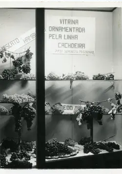 Fotografia em preto e branco de uma vitrine decorada com diversos cachos de uvas, possivelmente em uma exposição agrícola ou feira comercial. O cartaz indica que a ornamentação foi feita pela 'Linha Cachoeira', propriedade de Domingos Pegoraro, sugerindo um contexto de colonização italiana e viticultura na região de Videira.