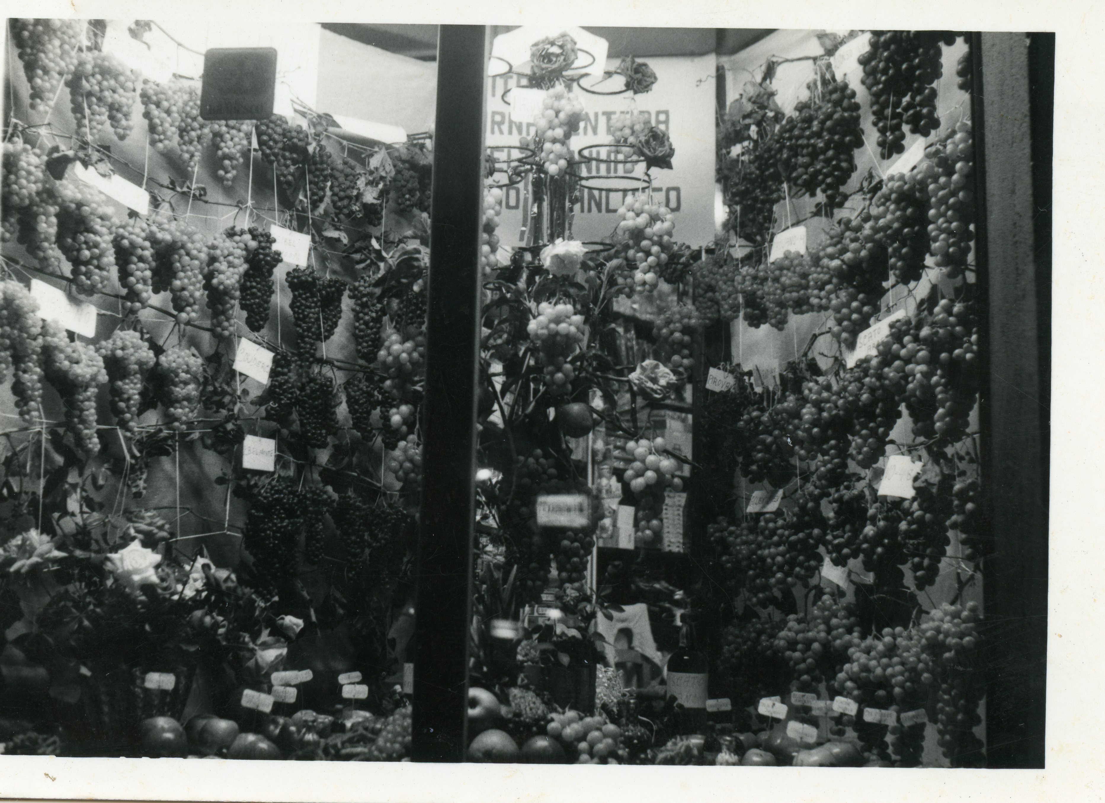 Uma fotografia em preto e branco que exibe uma vitrine ricamente decorada com diversos cachos de uvas pendurados, possivelmente em uma exposição agrícola ou feira de vinhos. O cenário sugere uma tradição vitivinícola forte, comum em regiões de colonização italiana como Videira, com etiquetas de identificação nas frutas e elementos decorativos.