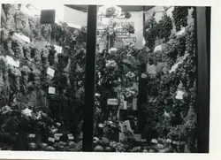 Uma fotografia em preto e branco que exibe uma vitrine ricamente decorada com diversos cachos de uvas pendurados, possivelmente em uma exposição agrícola ou feira de vinhos. O cenário sugere uma tradição vitivinícola forte, comum em regiões de colonização italiana como Videira, com etiquetas de identificação nas frutas e elementos decorativos.