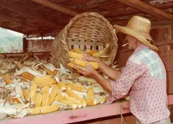 Uma fotografia colorida que retrata um agricultor de chapéu de palha manuseando uma grande quantidade de espigas de milho colhidas. A cena ocorre em um ambiente rural, possivelmente em uma carroceria de veículo ou galpão, refletindo práticas agrícolas tradicionais comuns em regiões como Videira.