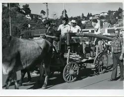 Fotografia em preto e branco retratando um desfile ou evento cultural em uma pequena cidade, onde homens acompanham uma carroça de bois. A cena sugere uma celebração de tradições rurais ou colonização, com vestimentas típicas das décadas de 1970 ou 1980.