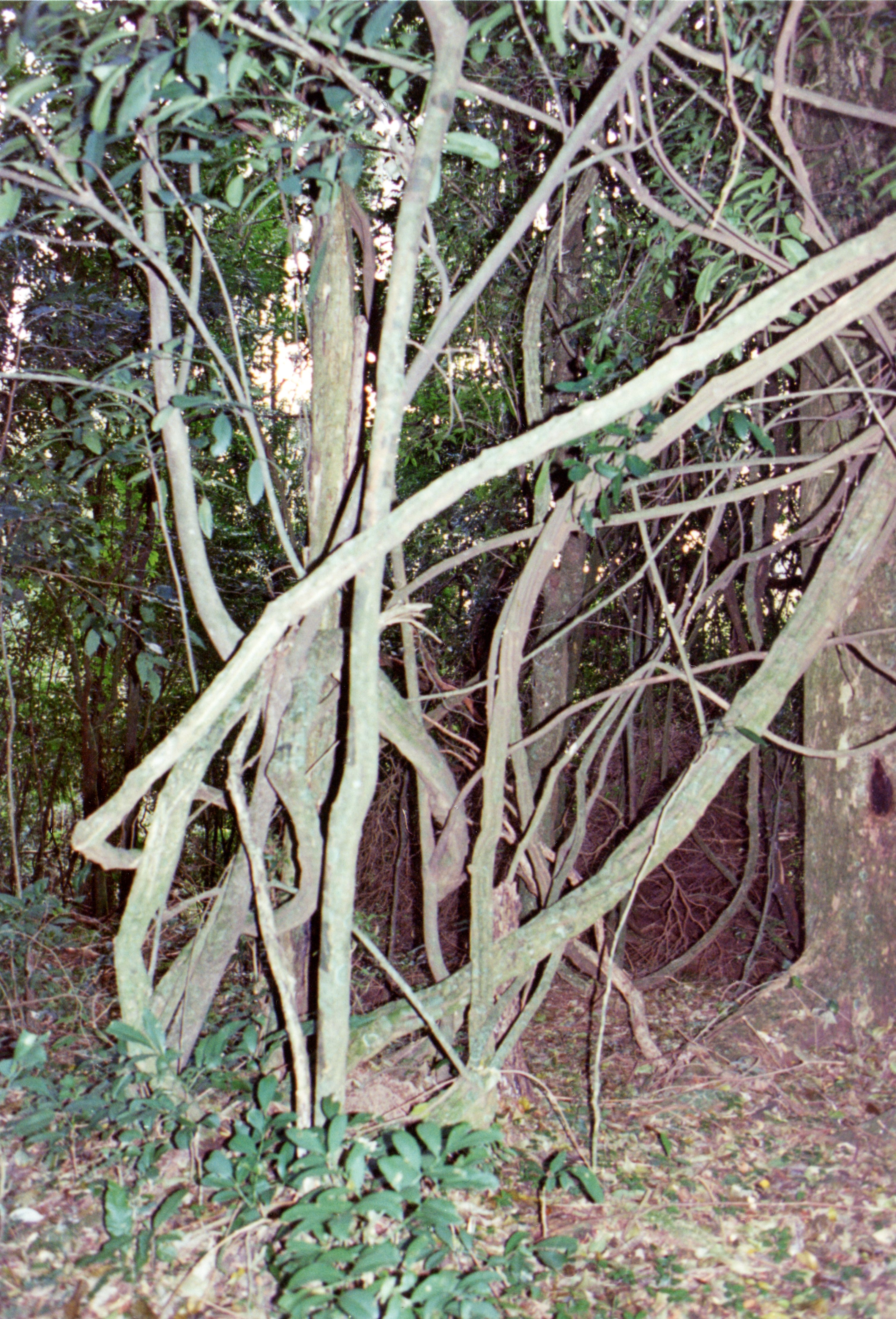 A dense forest scene with tangled branches and lush foliage. The lighting suggests it might be late afternoon or early morning, with sunlight filtering through the trees. The undergrowth is thick with leaves and fallen branches, indicating a natural, possibly humid environment.